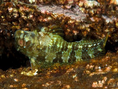 Maned Blenny