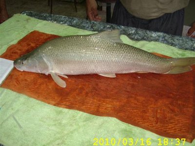 Mangar