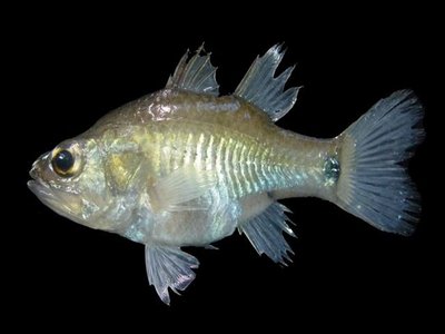 Mangrove Cardinalfish