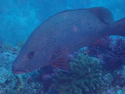 Mangrove Jack