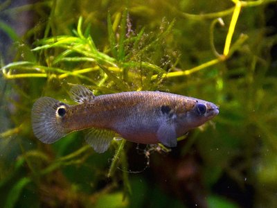 Mangrove Killifish