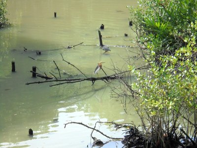 Mangrove Perch