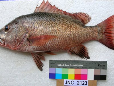 Mangrove Red Snapper