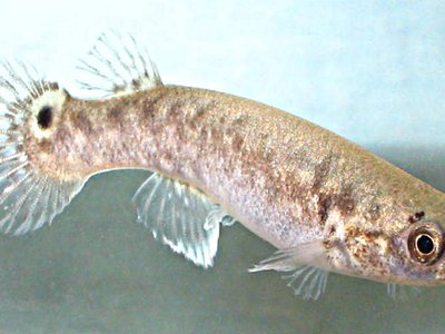Mangrove Rivulus