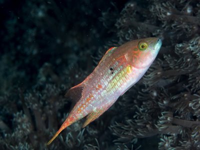 Maori Wrasse