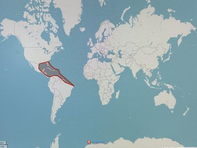 Maps Angelfish
