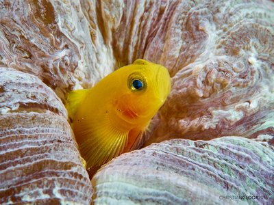 Marble Goby