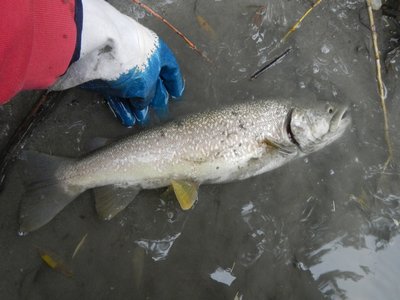 Marble Trout