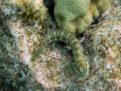 Marbled Blenny