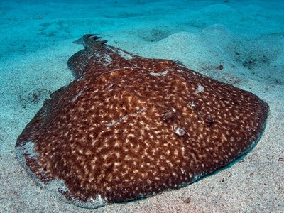 Marbled Electric Ray