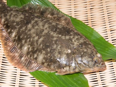 Marbled Flounder