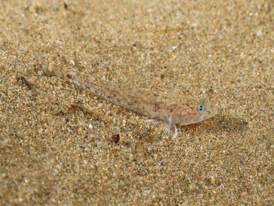 Marbled Goby