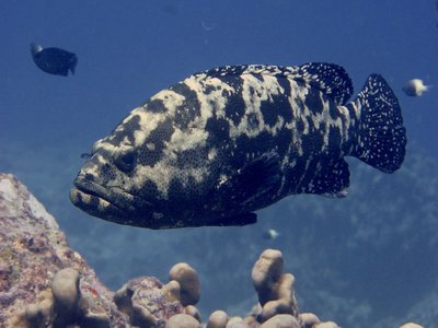 Marbled Grouper