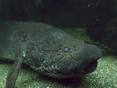 Marbled Lungfish