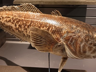Marbled Rockcod