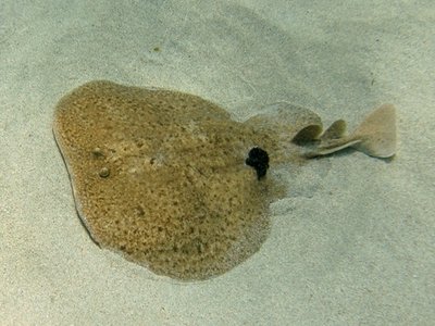 Marbled Torpedo Ray