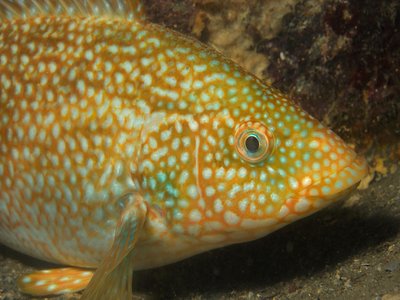 Marbled Wrasse