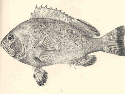 Marquesan Grouper