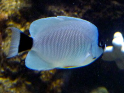 Masked Angelfish
