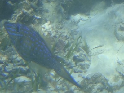Masked Filefish
