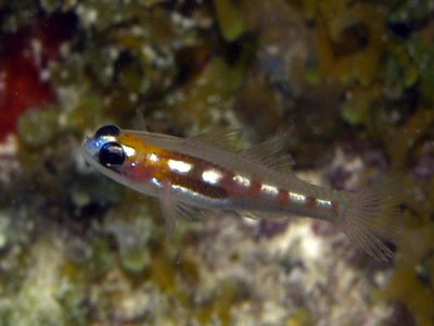 Masked Goby