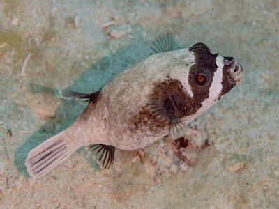 Masked Puffer