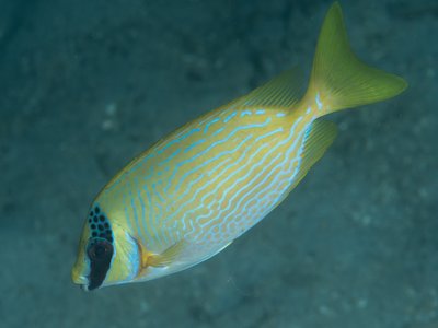 Masked Rabbitfish