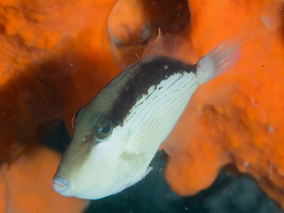 Masked Triggerfish