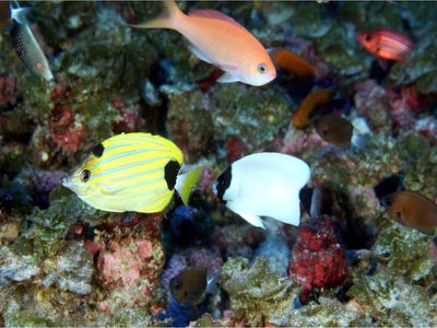 Masked Wrasse