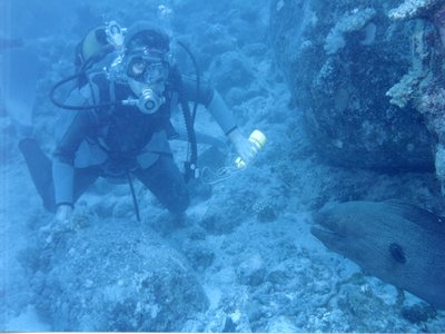 Mauritius Moray