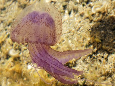 Mauve Stinger