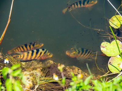 Mayan Cichlid
