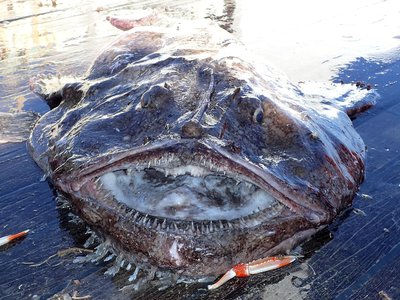 Mediterranean Anglerfish