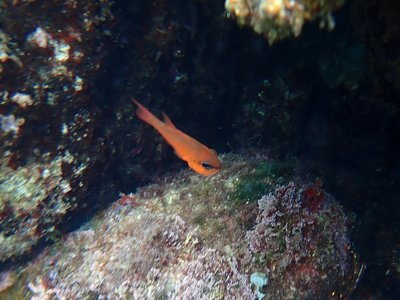 Mediterranean Cardinalfish