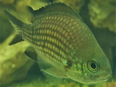 Mediterranean Chromis