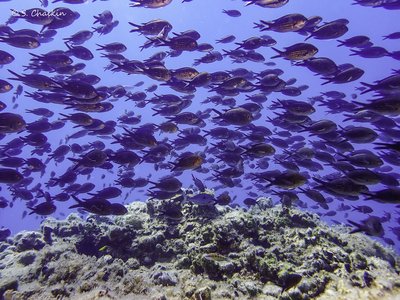 Mediterranean Damselfish