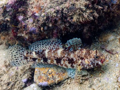 Mediterranean Goby