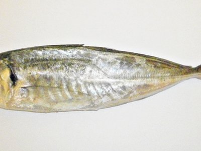 Mediterranean Horse Mackerel