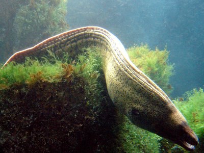 Mediterranean Moray