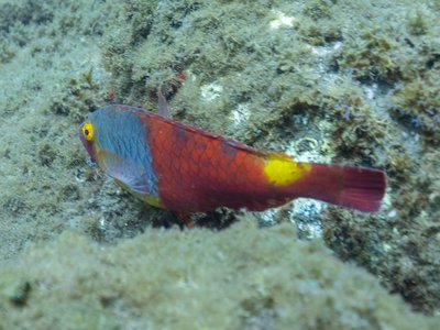 Mediterranean Parrotfish
