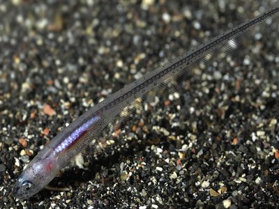 Mediterranean Pearlfish