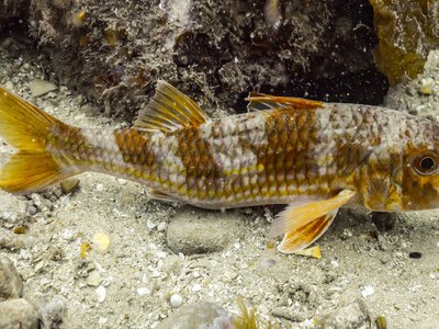 Mediterranean Red Mullet