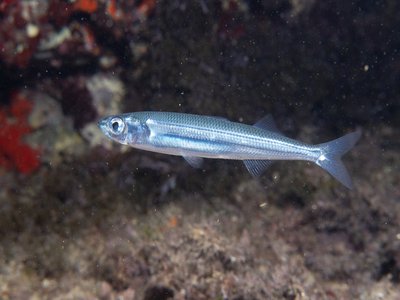 Mediterranean Sand Smelt