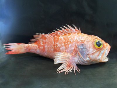 Mediterranean Scorpionfish