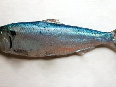 Mediterranean Shad