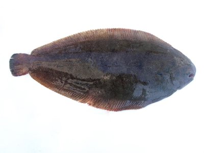 Mediterranean Sole