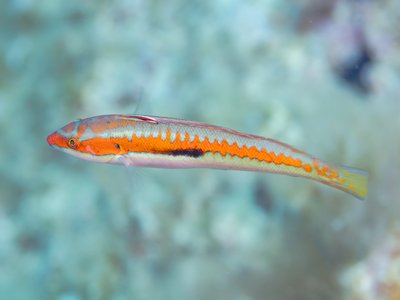 Mediterranean Wrasse