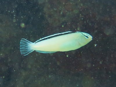 Meiacanthus Blenny