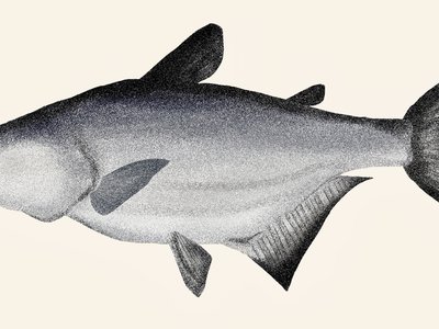 Mekong Giant Catfish
