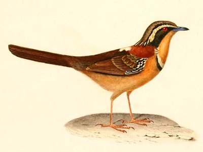Melanopareia